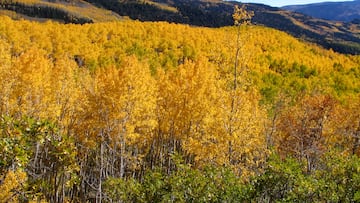 Hallan la ‘criatura’ viviente más antigua del planeta: tiene 80.000 años y sigue creciendo