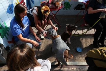 Tompkins Square Park es un parque de cuatro hectáreas del East Side de Manhattan en Nueva York donde se han reunido numerosos perros disfrazados para Halloween.