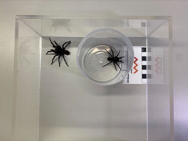 New species of deadly giant spider discovered: here’s where to avoid
