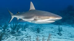 Fisherman’s close call with 8-foot shark that tried to take his catch: “He wanted my fish too”