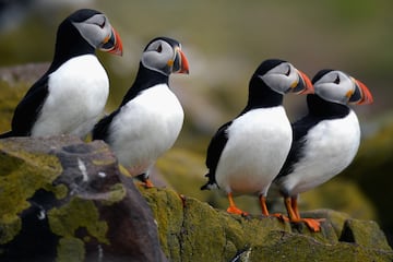 Sus únicos habitantes permanentes son los frailecillos, un género de aves caradriformes de la familia Alcidae. Los frailecillos tienen un pico de colores brillantes durante la temporada de cría. Son aves marinas que se alimentan principalmente mediante buceo.