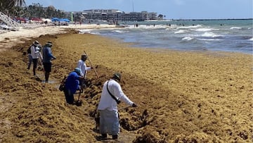 ¡Llega el sargazo a México! Conoce el listado de playas y municipios del Caribe afectados.