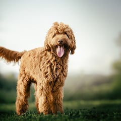 What are the characteristics of the labradoodle dog breed?