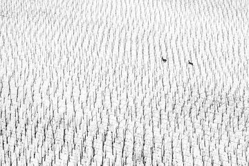 La foto galardonada con el premio especial World Nature Photographer. La fot¨®grafa eslovena Maru?a Puhek fotografiaba un vi?edo nevado cuando aparecieron dos ciervos corriendo. El contraste de la nieve en un lugar homog¨¦neo y cuadriculado como el vi?edo, hermosamente roto por la aparici¨®n de los dos c¨¦rvidos.