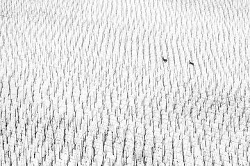 La foto galardonada con el premio especial World Nature Photographer. La fotgrafa eslovena Maru?a Puhek fotografiaba un vi?edo nevado cuando aparecieron dos ciervos corriendo. El contraste de la nieve en un lugar homogneo y cuadriculado como el vi?edo, hermosamente roto por la aparicin de los dos crvidos.