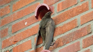 La estrategia de Escocia en sus edificios para los nidos de pájaros y que puede expandirse a España