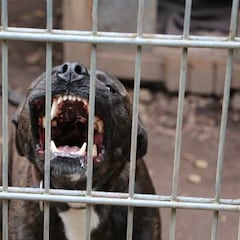 Una mujer, herida de gravedad por el ataque de una manada de perros en Mallorca