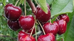 Three fruit trees that you must prune in March if you want to get the big harvest of the year in the summer