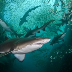 How common are fatal shark attacks?