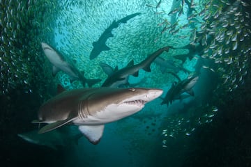 Primer puesto: Fotografía de Nicolas Remy en Australia.