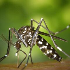 Desvelan el alimento que espanta a los mosquitos