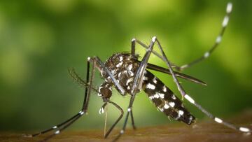 Desvelan el alimento que espanta a los mosquitos