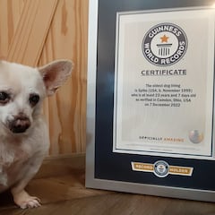 Un chihuahua gana el Guinness al perro vivo más viejo del mundo