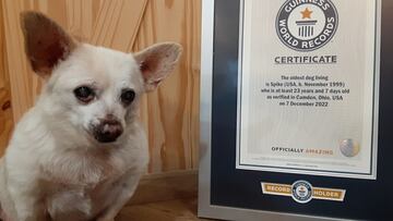 Un chihuahua gana el Guinness al perro vivo más viejo del mundo