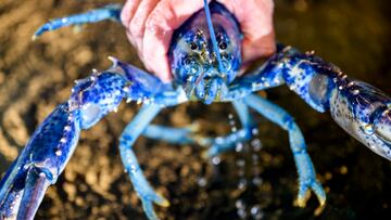 Científicos hallan a ‘Neptuno’, un extraño animal cuyo color proviene de una rara mutación que sucede una vez cada 2 millones