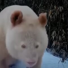 El único oso panda albino del mundo