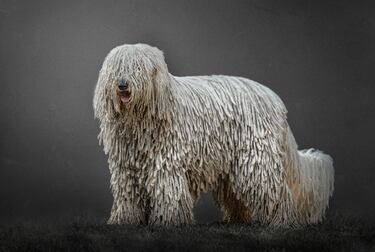 The largest dog breeds in the world: what are they and how big can they get?