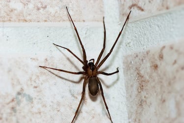 Ni la viuda negra ni la tarántula: esta es la araña más venenosa de México y se esconde detrás de los muebles