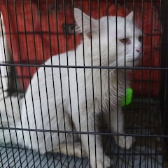 Coronavirus: China prohíbe comer carne de perro y de gato