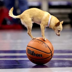 La razón por la que los perros ladran a algunas personas y a otras no