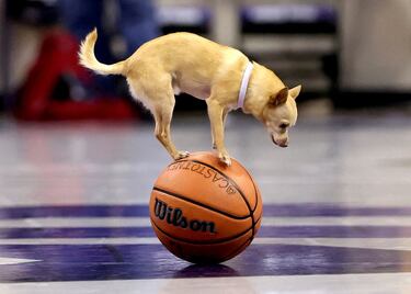En el deporte estadounidense nunca faltan los shows de entretenimiento durante los descansos. Uno de los más famosos lo protagoniza el acróbata Christian Stoinev, un artista de circo de quinta generación, con su perro, que se llama Percy pero adopta el nombre de Scooby cuando actúa, como en esta imagen del TCU-Texas (NCAA).