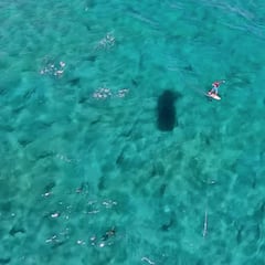 Un kitesurfista viraliza navegando entre centenares de tiburones por las costas de Florida
