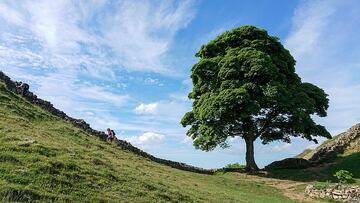 Imagen del Sycamore Gap Tree, en Reino Unido. Imagen: Wikimedia Commons.