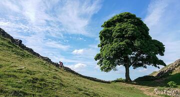 Imagen del Sycamore Gap Tree, en Reino Unido. Imagen: Wikimedia Commons.
