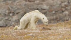 Oso polar muriendo de hambre en Baffen Islands (Canad&aacute;)