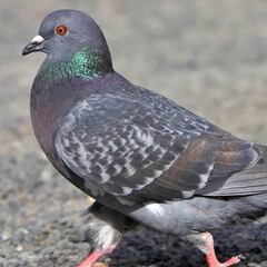 Detenida una banda de 'secuestradores' de palomos