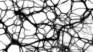 Descubrimiento pionero con el cerebro: podrían borrarse los recuerdos.