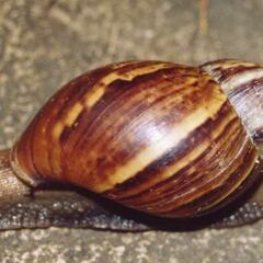 SAG emite alerta tras detectar ejemplares de este peligroso animal en el norte de Chile: esto se sabe hasta y cuáles son los riesgos