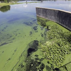 Una alga tóxica invade las olas del sur de California