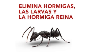 Adi¨®s a las hormigas en casa: este es el invento m¨¢s vendido que las erradica por completo