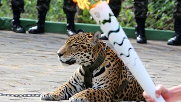 El jaguar &quot;Juma&quot;, durante una ceremonia de la antorcha ol&iacute;mpica de los Juegos Ol&iacute;mpicos de R&iacute;o 2016.