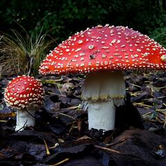 ¿Cómo saber si me he intoxicado por setas venenosas?