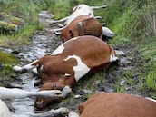 (Foto de ARCHIVO)
27 vacas mueren alcanzadas por un rayo en una explotación ganadera en Rodeiro, a 19 de mayo de 2025, en Pontevedra, Galicia (España). Según el presidente de la cooperativa O Rodo, a la que pertenece la explotación ganadera dueña de los reses, los hechos ocurrieron durante la tarde, cuando las vacas pastaban en un prado.
Carlos Castro / Europa Press
19/05/2025
