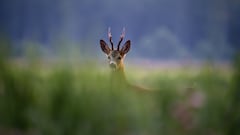 Scientists discover rare new animal in remote Cambodian mountains: ‘It’s incredibly exciting’