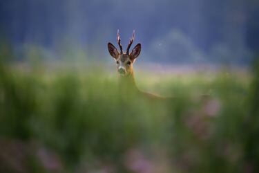 Anoche cuando dormía soñé ¡bendita ilusión!