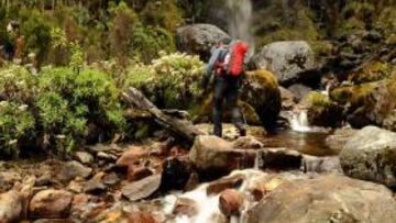 Bwindi: el bosque de los gorilas de Fossey