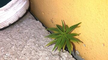 En redes sociales circula un vídeo en el que se aprecia lo que parece ser una planta de cannabis creciendo en las gradas del estadio de Peñarol.