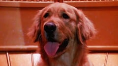 La escena del perro demuestra que este controvertido clásico del terror de los 80 entendió mejor el trauma de lo que parece