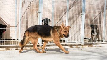 La DPZ destina cada año 320.000 euros al centro de protección animal