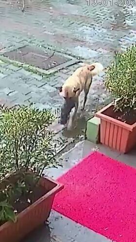 Una perra llevo ella sola a su cachorro al veterinario y le salvan la vida