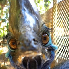 This is the world’s deadliest bird that looks “like an intimidating cross between a velociraptor, an emu, and a giant turkey”