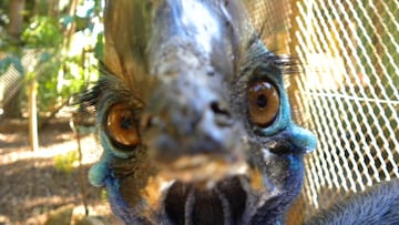 This is the world’s deadliest bird that looks “like an intimidating cross between a velociraptor, an emu, and a giant turkey”