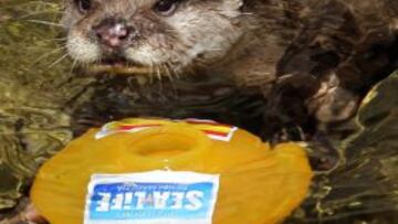 La nutria "Maya" pronostica el triunfo de España en la Euro