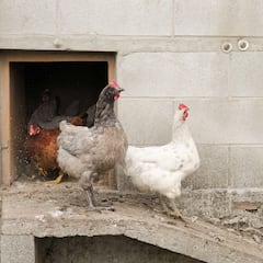 ¿Qué pasa si tengo gallinas en mi patio o finca? Así afecta al autoconsumo el cierre de las granjas avícolas al aire libre en España por la gripe aviar