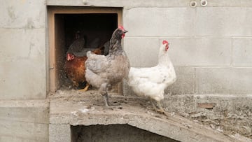 Gallinas en gallineros en A Mariña, a 9 de noviembre de 2025, en A Mariña, Lugo, Galicia (España). Se trata de explotaciones avícolas de los concellos de Barreiros, Ribadeo y A Pontenova.
09 NOVIEMBRE 2025 AVICULTURA;GANADERÍA AVÍCOLA;GRANJA;EXPLOTACIÓN AGRARIA;AVES DE CORRAL
Carlos Castro / Europa Press
09/11/2025
