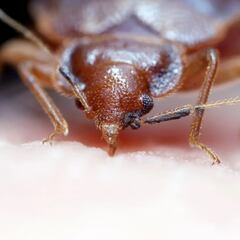 ¿Chinches en el auto? Cómo detectarlas y eliminarlas